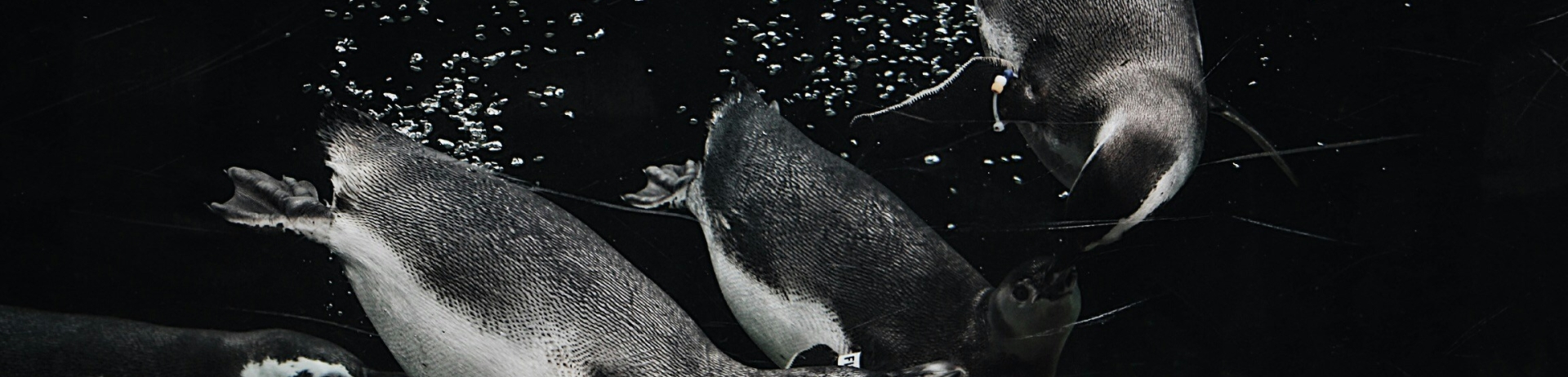 Four penguins swimming underwater together.