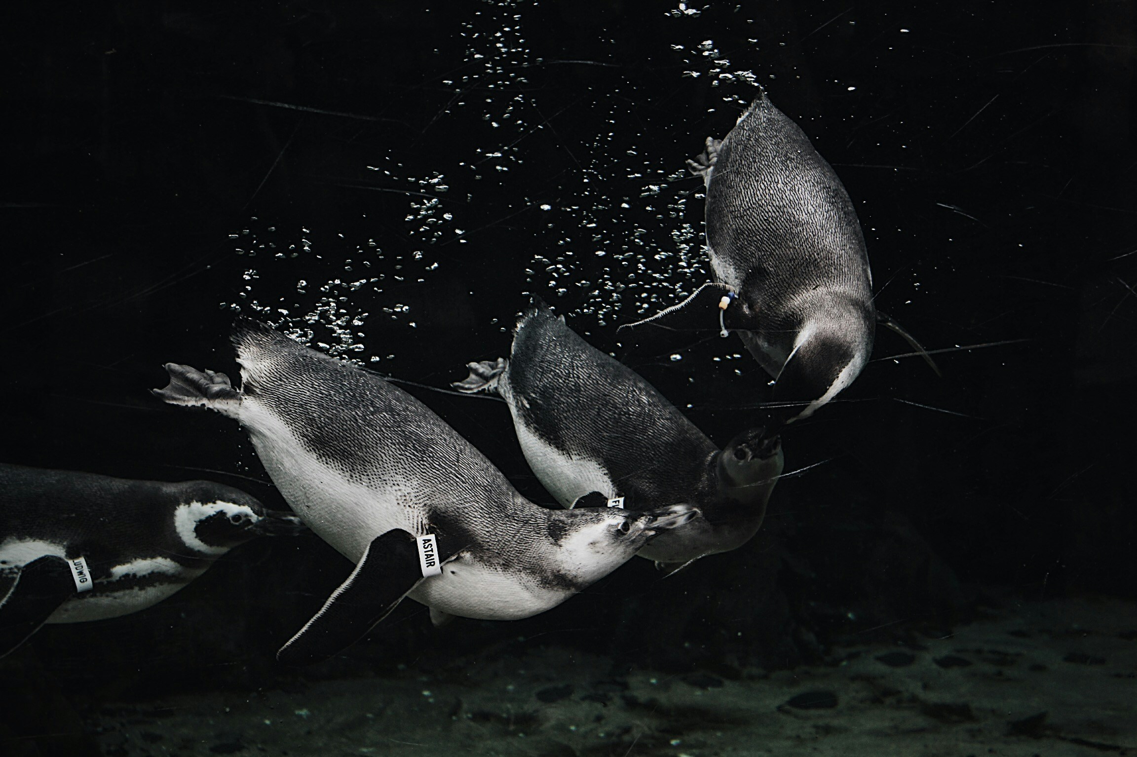 Four penguins swimming underwater together.