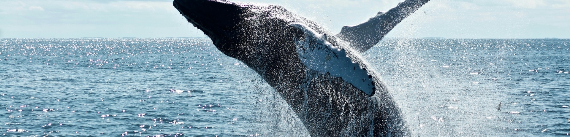 A hump back whale breaching in the air, ocean water sparkling in the sunlight.