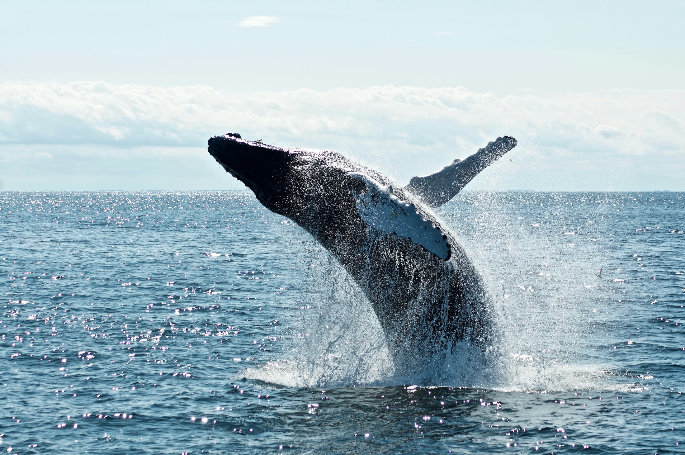 A hump back whale breaching in the air, ocean water sparkling in the sunlight.